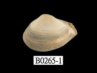 藏品(臺灣抱蛤)的圖片